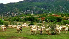 Những đứa con nông dân lại làm công nhân