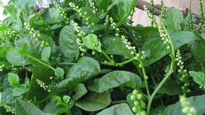 Những nguy hại chết người từ rau mồng tơi mà ít ai ngờ