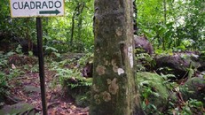 Thung lũng cây hình vuông kỳ lạ trong miệng núi lửa