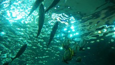 Nguyên nhân cá chết: Những cuộc tranh cãi khô cong