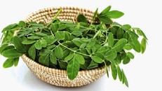 Rau chùm ngây sẽ rất độc với những người này!