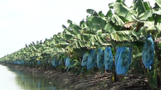 Nông trường Sông Hậu đang 'hấp hối'