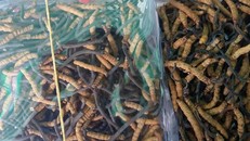 Báo TQ: Đông trùng hạ thảo không phải thần dược lại mắc hơn vàng