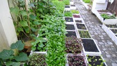 3 bước đơn giản để có vườn rau sạch trên ban công