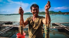 Ghé thăm những hòn đảo này để thưởng thức tôm hùm 'ngon, bổ, rẻ'