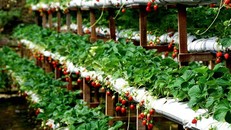 7 vườn dâu được 'check-in ầm ầm' ở Đà Lạt