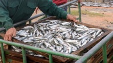 Chưa ai chết vì Phenol trừ… những người buôn cá