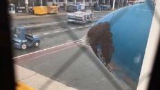 Hàng ngàn con ong bu kín đầu máy bay Vietnam Airlines