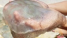 Con nuốt được nhiều người dân chế biến để làm nộm - Ảnh: Báo Hà Tĩnh