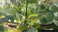 Quả vông có vị ngọt, bùi nhưng ăn vào sẽ bị ngộ độc.