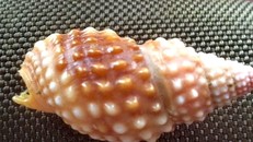 Mẫu vỏ ốc mà chị S. đã ăn trước đó do gia đình nạn nhân cung cấp. Ảnh: Báo Lao Động