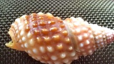 Con ốc mà cô H.T.S. ăn khiến sau đó cô tử vong là loài ốc bùn răng cưa, rất độc.