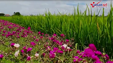 Video: Cận cảnh con đường hoa mười giờ lãng mạn nhất miền Tây