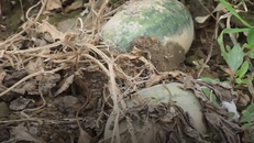 Hàng trăm tấn dưa hấu ở Đà Nẵng bị thối sau bão số 3