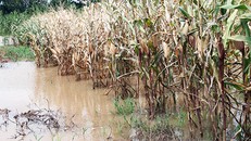 Người dân tại nhiều tỉnh khốn khó vì mưa lũ