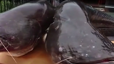 Cặp cá leo khổng lồ hiếm có, nặng hơn 1 tạ