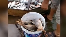 Cá chết nổi trắng ao gần bãi rác Nam Sơn