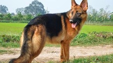 Chó becgie cắn người đàn ông tử vong - Ảnh minh họa