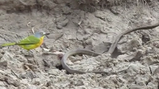 Rợn người xem chim nhỏ mổ tới tấp, moi sống ruột rắn