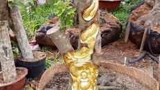 Kỳ lạ Miền Tây: Tượng Phật Di Lặc hiện hình trên cây khế già