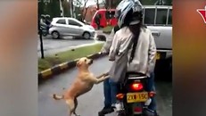 Chú chó tuyệt vọng đuổi theo chủ giữa con đường trơn trượt sau mưa