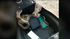 Phát hiện 3 con rắn hổ mang cực độc và hung dữ trong cốp xe máy