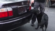 Chó nghiệp vụ thời 4.0 phát hiện thiết bị công nghệ cao như thế nào?