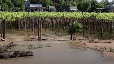 Hàng trăm hecta nho, táo ở Ninh Thuận vẫn ngập trong nước