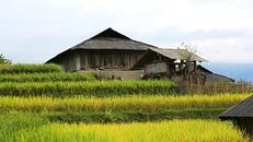 Bản Phùng mùa lúa chín