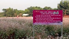 Lạc lối giữa cánh đồng tam giác mạch đẹp ngây ngất ở Thủ đô