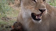 Kỳ lạ sư tử tận tình chăm sóc khỉ con sau khi giết khỉ mẹ