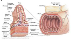 'Xử lý' viêm đại tràng hiệu quả nhờ 4 nguyên tắc