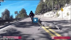 Đâm phải động vật băng qua đường, xe đạp lộn nhào