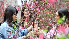 Thông tin thời tiết mới nhất trong dịp Tết Nguyên đán Kỷ Hợi