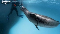 Tìm thấy USB trong phân hải cẩu