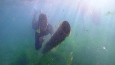 Lặn vớt rác biển ven bờ đảo Lý Sơn