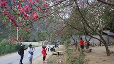 Lễ hội hoa đào trên Cao nguyên đá