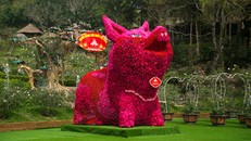 Chú lợn kết bằng hoa hồng cao 4m nhận kỷ lục Việt Nam