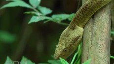 Đảo đáng sợ bậc nhất thế giới, nơi cư ngụ của 4000 con rắn kịch độc