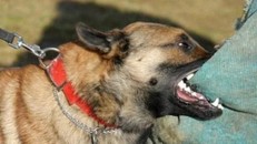 Thêm một bé trai tử vong do chó dại cắn