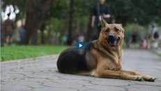 'Chó nhà tôi rất hiền, nó không bao giờ cắn ai'