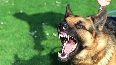 Lại thêm cháu bé bị chó nhà nuôi cắn nát mặt