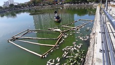 Cá chết nổi trắng hồ ở Đà Nẵng do nắng nóng kéo dài