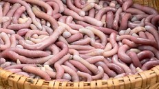 Bệnh nhân sốc phản vệ sau khi ăn sá sùng. Ảnh minh họa