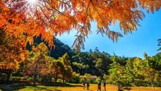 Đài Loan mùa thu, đi đâu thưởng ngoạn mùa lá đỏ?