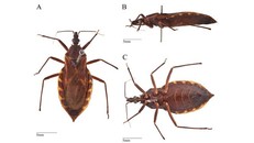 Bị bọ xít hút máu cắn, người đàn ông nhập viện nguy kịch