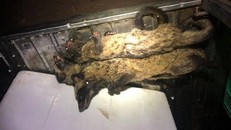 Bắt xe khách chở hơn 100 cá thể thú rừng không rõ nguồn gốc