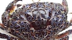 Người đàn ông nguy kịch vì ăn cua mặt quỷ