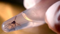 Thông tin mới nhất về bệnh nhân nhiễm virus Zika tại Đà Nẵng