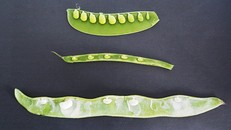 Vì sao các hạt trong quả đậu cách đều nhau?